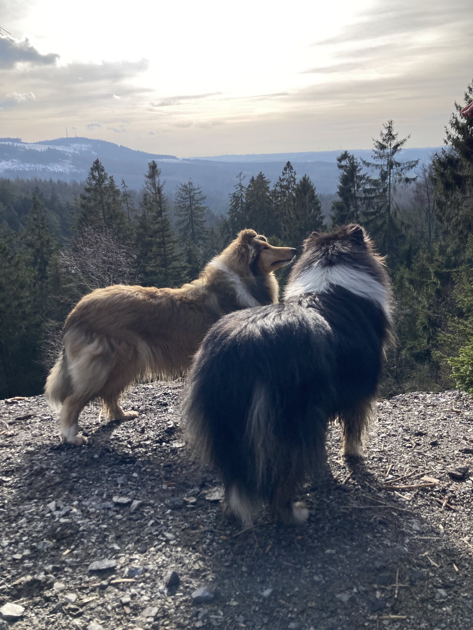 Collies of Golden Stories, Collie Langhaar Hundezucht The History